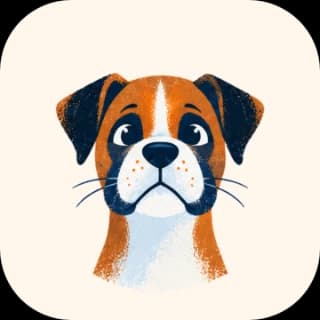 Boxer dog