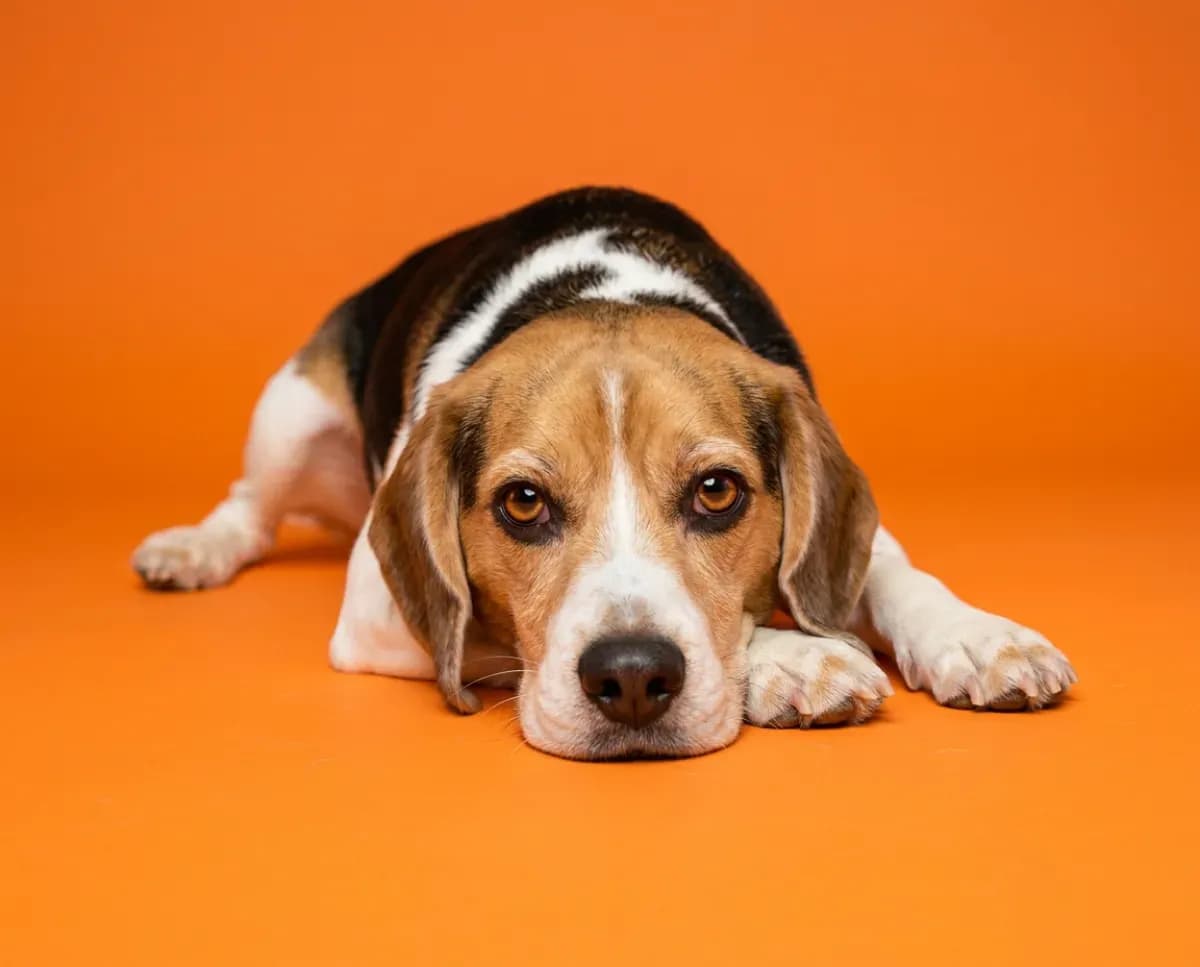 A beagle relaxing on an orange background